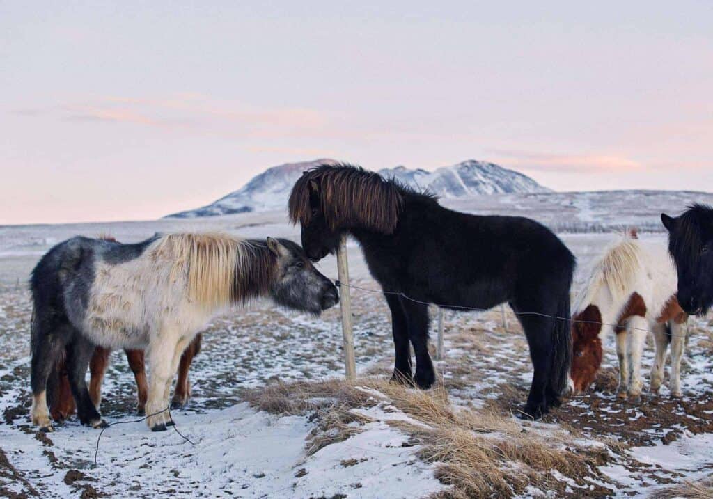 Icelandic horses touching noses on a snow-covered field near Þríhyrningur. 