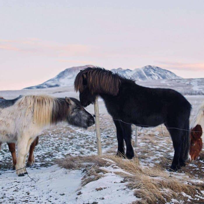 Icelandic horses rub their heads together on a snowy field in south Iceland.