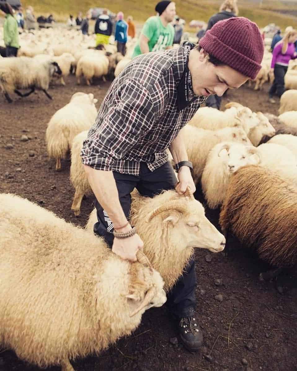 Man holds the horns of two sheep while sorting them at an Icelandic réttir.