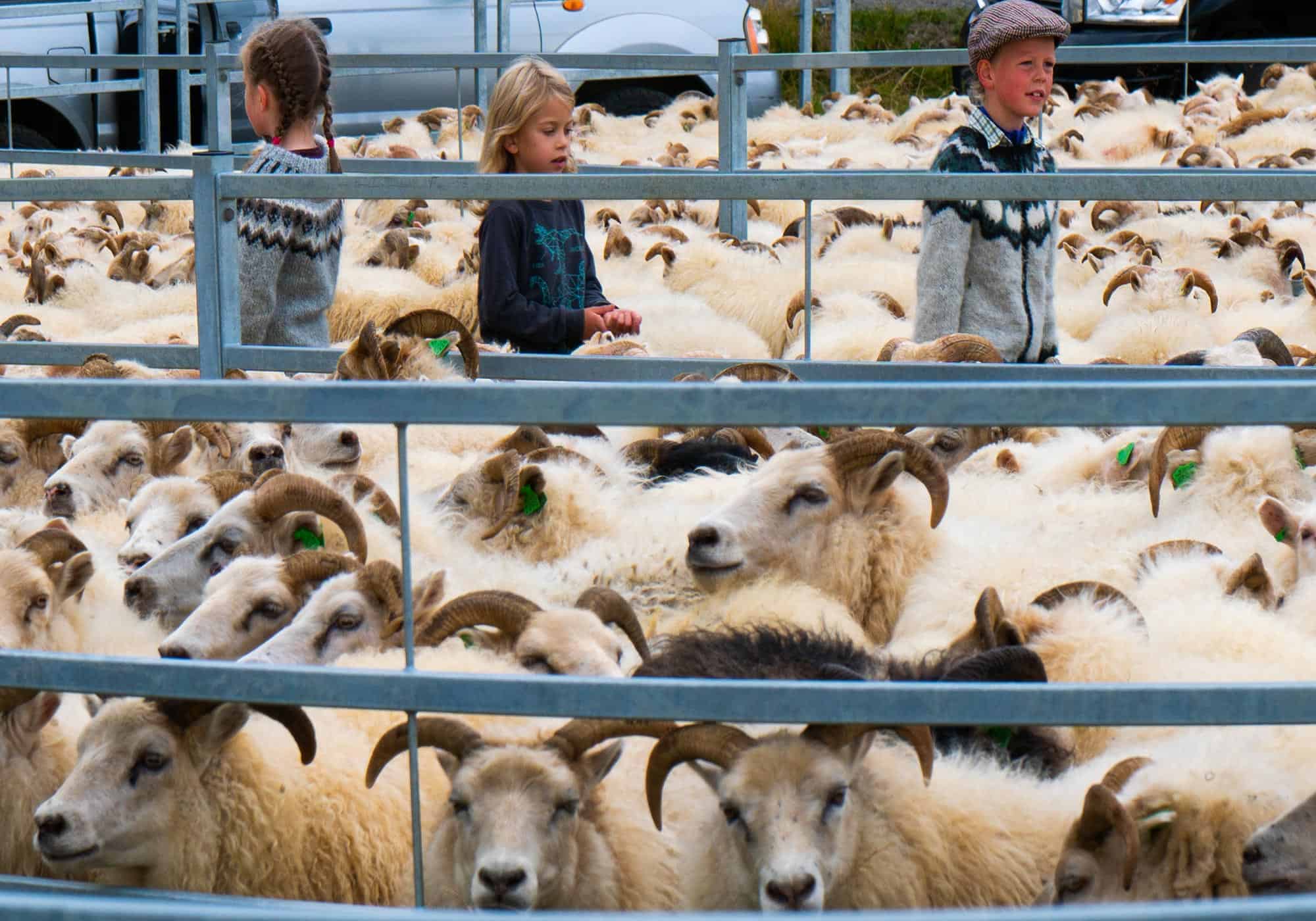 Three kids walk through a pen filled with Icelandic sheep.