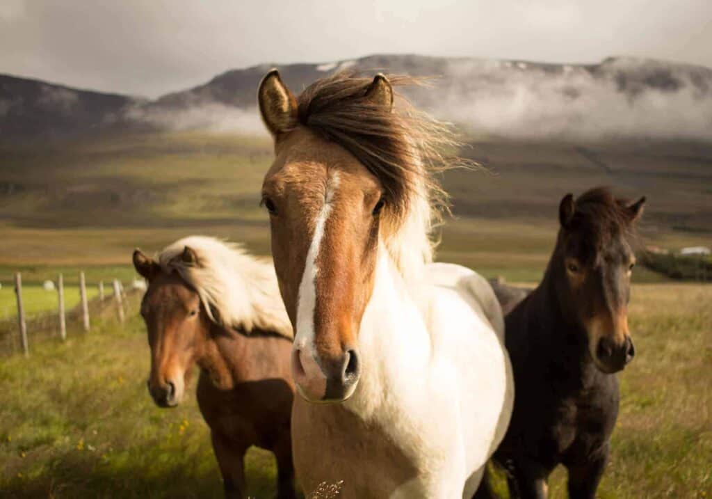 Icelandic horses standing in a field.