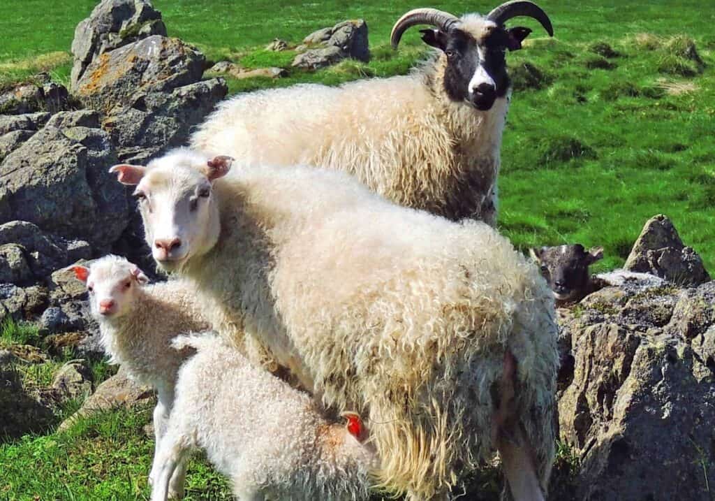An Icelandic ram, ewe and two little lambs during spring lambing season in Iceland.