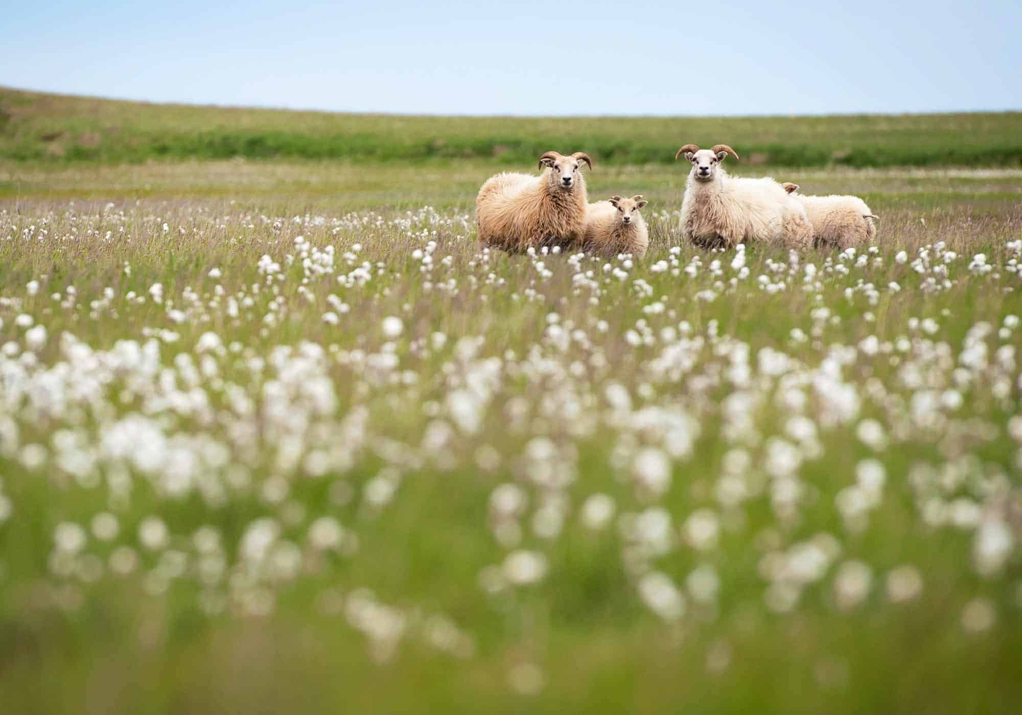 Sheep and lambs stand in a grassy field filled with white flowers.