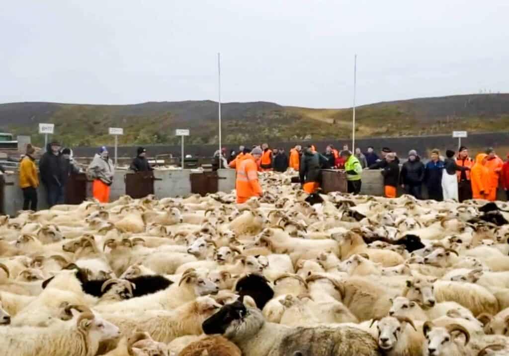 Icelandic sheep round in the autumn.