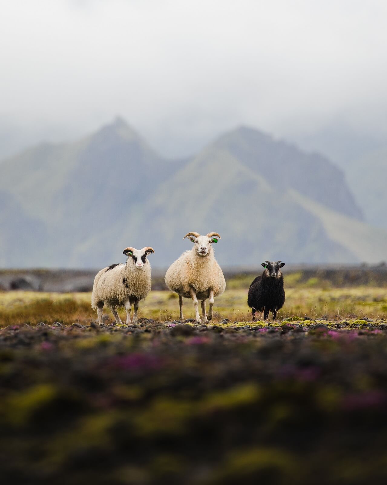 Sheep in the highlands of Iceland