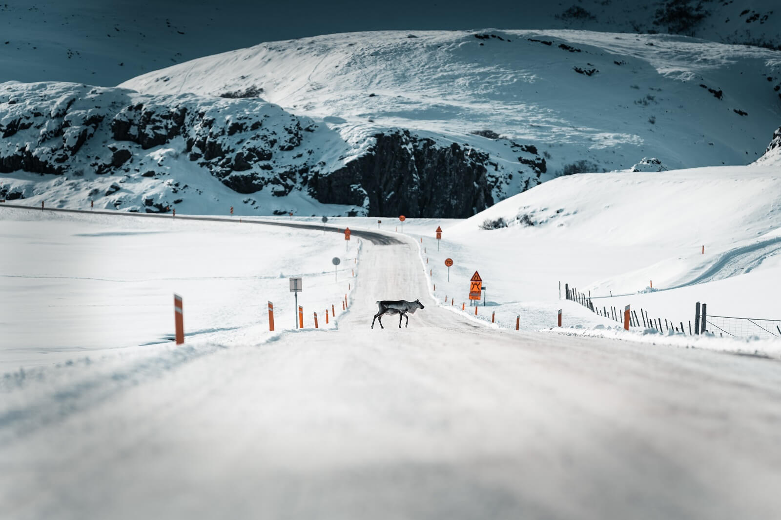 Reindeer on a road in Iceland