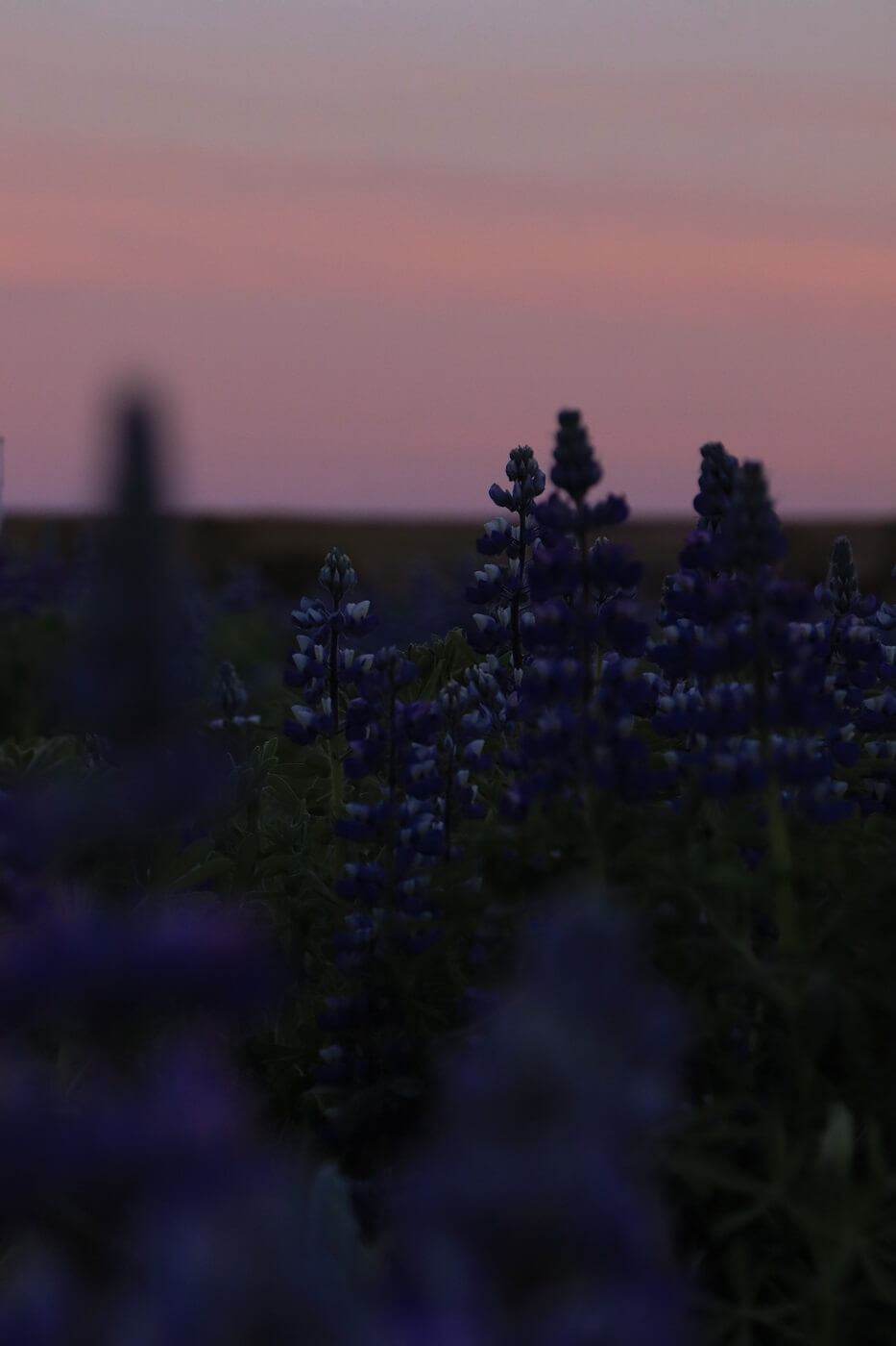 A field of purple lupine flowers underneath the midnight sun.