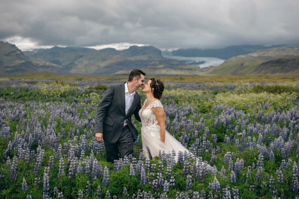 Wedding couple wearing wedding clothes stand in a field of purple lupine in south Iceland.